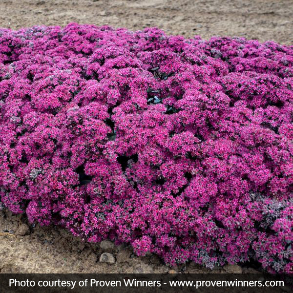 Superstar Sedum