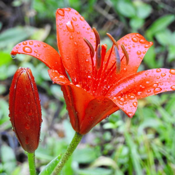 Lily Looks&trade; Tiny Hope Asiatic Lily