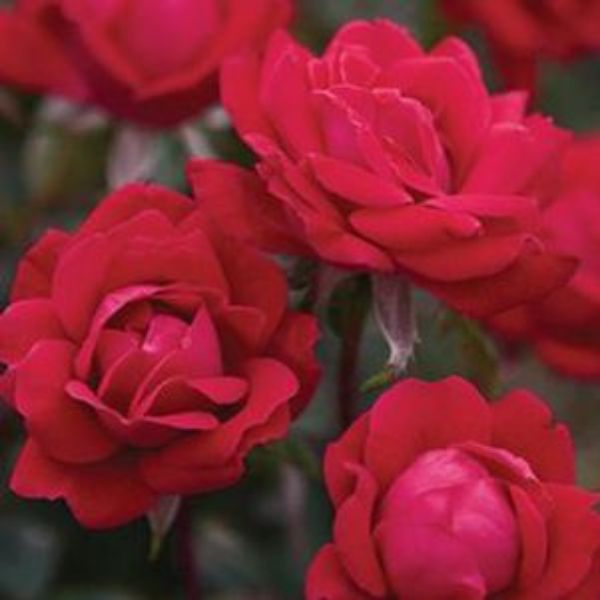 Red Double Knock Out&reg; Rose Tree