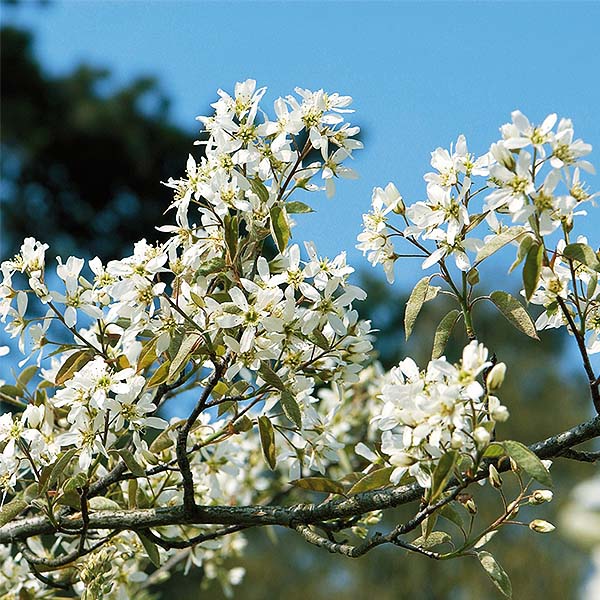 Lustre&reg; Serviceberry