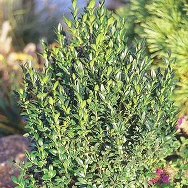 Green Ice Boxwood