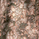 Lacebark Elm