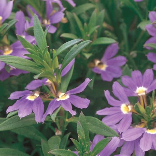 Scaevola Whirlwind Blue Fan Flower