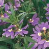 Scaevola Whirlwind Blue Fan Flower