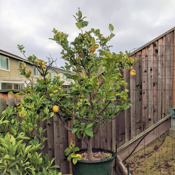 Eureka Lemon Tree