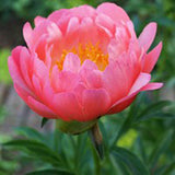 Coral Sunset Peony