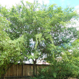 Bosque Elm