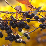 Autumn Magic Black Chokeberry