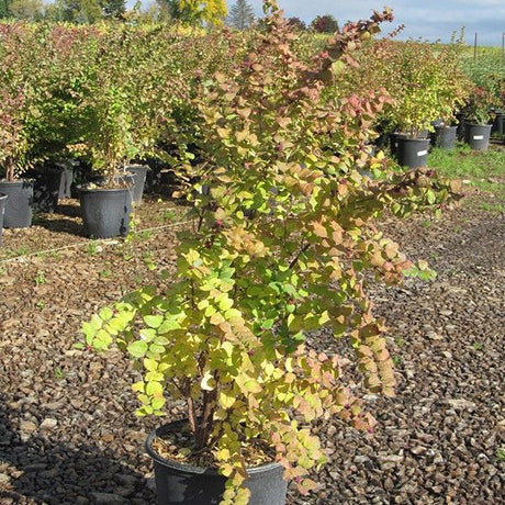 Magic Berry Snowberry