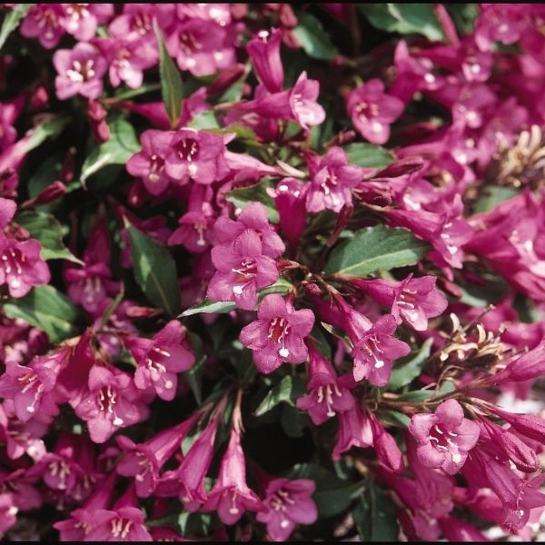 Rumba Weigela