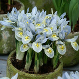 Katharine Hodgkin Dwarf Iris