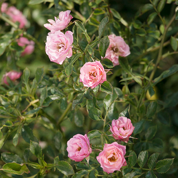 Oso Happy&reg; Petit Pink Rose