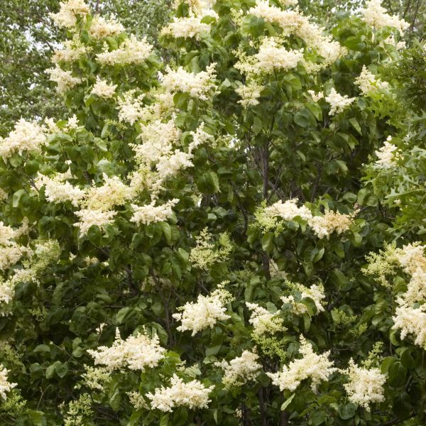 Japanese Lilac Tree