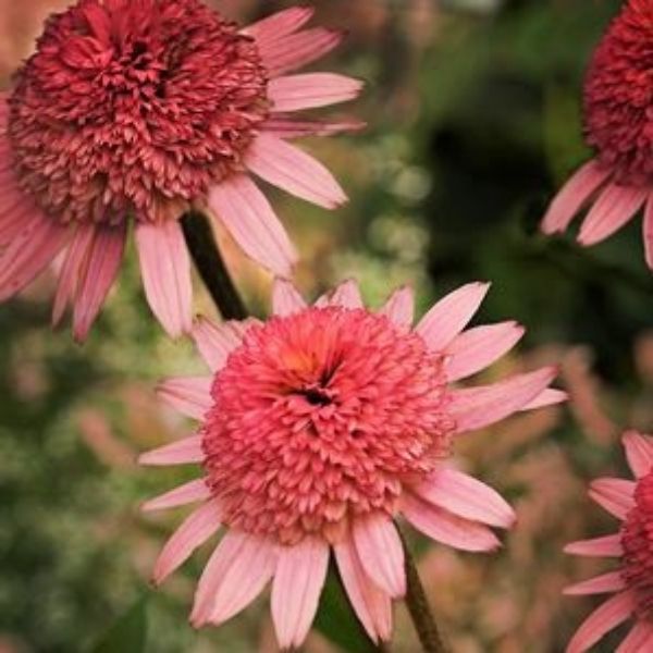 Cone-fections&trade; Raspberry Truffle Coneflower