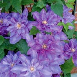 Vyvyan Pennell Clematis