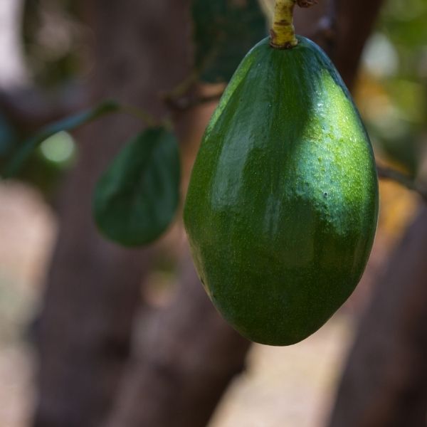 Hall Avocado Tree