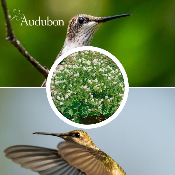 Audubon&reg; Native New Jersey Tea