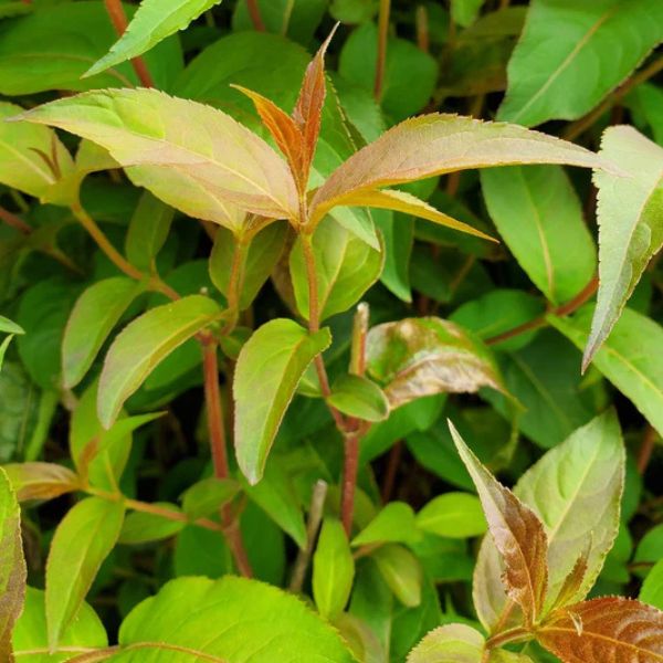 Ru-Bee Wren™ Bush Honeysuckle
