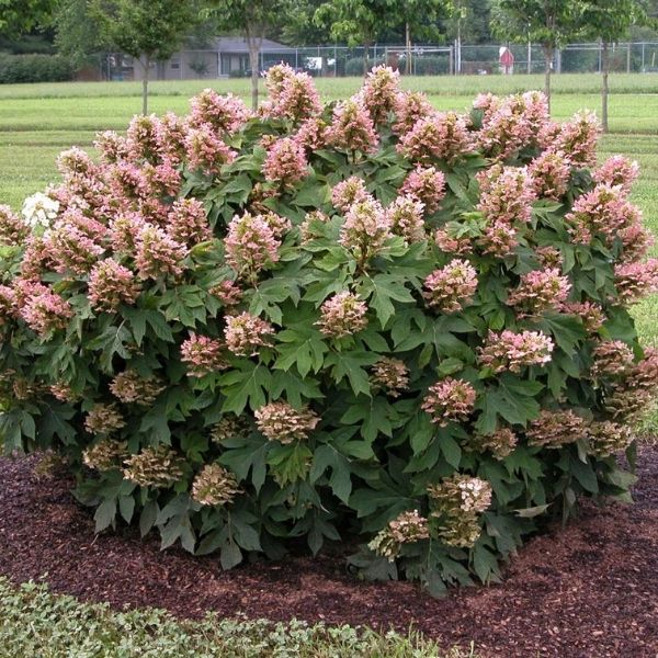 Munchkin Oakleaf Hydrangea