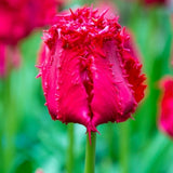 Barbados Tulip