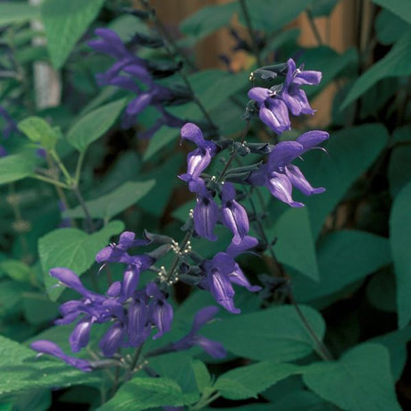 Black and Blue Salvia