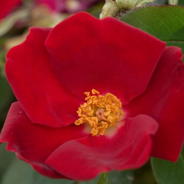 Home Run&reg; Shrub  Rose