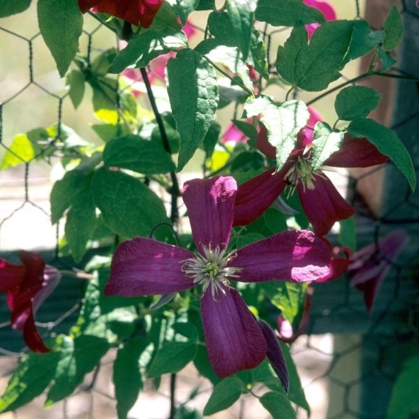 Madame Julia Correvon Clematis