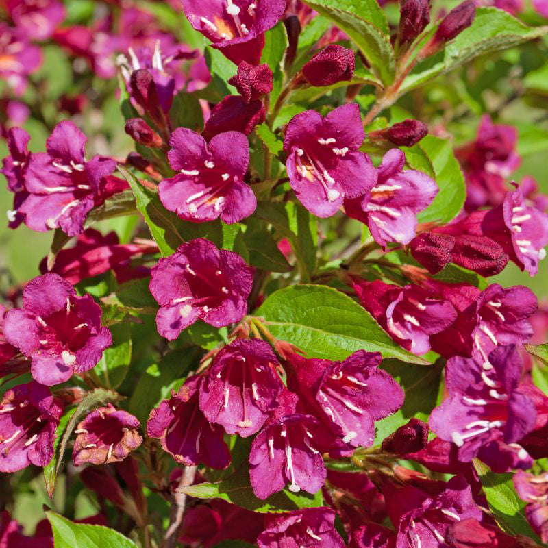 Wine & Roses&reg; Weigela