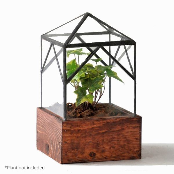 Ellias Trap Terrarium