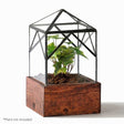 Ellias Trap Terrarium