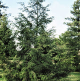 Canadian Hemlock