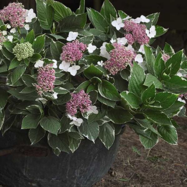 First Editions&reg; Light-O-Day&reg; Hydrangea