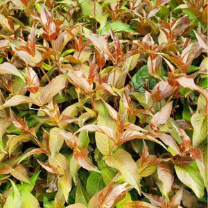 Ru-Bee Wren™ Bush Honeysuckle