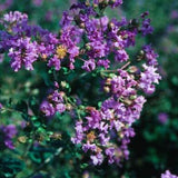 Zuni Crape Myrtle