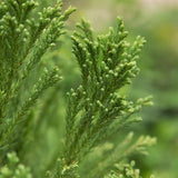 First Editions&reg; Chapel View&trade; Japanese Cedar