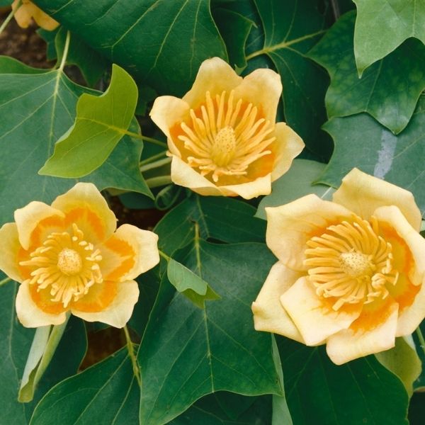 Audubon&reg; Native Tulip Tree