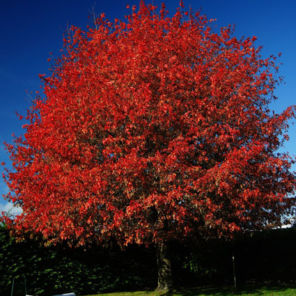 Shumard Oak Tree