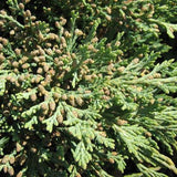 Hughes Juniper