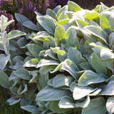 Lambs Ears