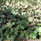 Stormy Seas Coral Bells