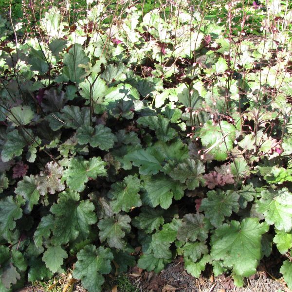 Stormy Seas Coral Bells