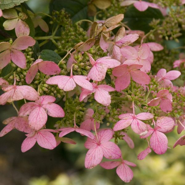 Pink Diamond Panicle Hydrangea