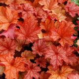 Paprika Coral Bells