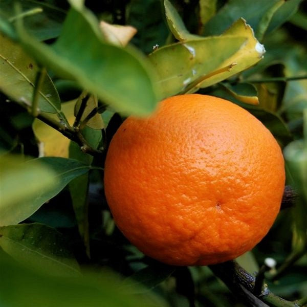 California Honey Mandarin Tree