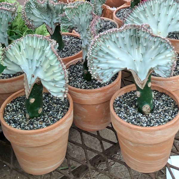 Crested Cactus