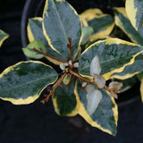 Olive Martini&trade; Elaeagnus