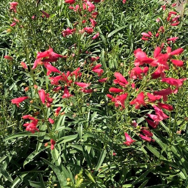 Red Riding Hood Penstemon