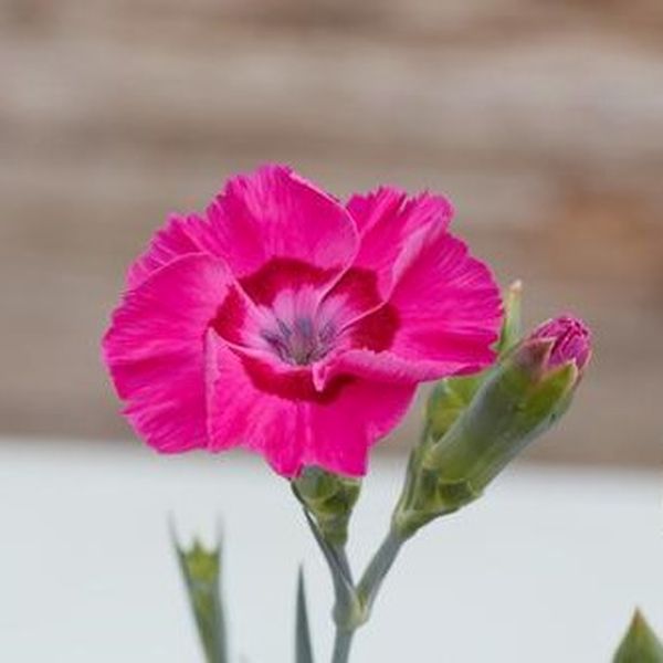 Dianthus Bumbleberry Pie