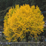 Ginkgo biloba