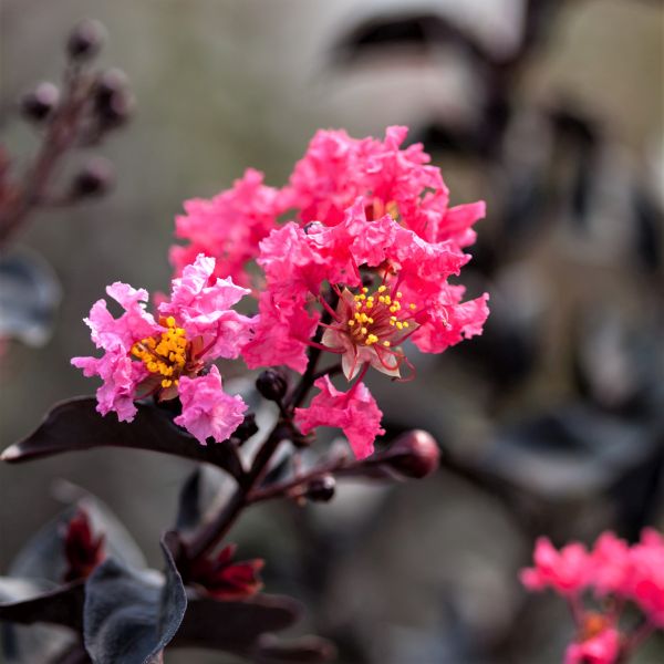 First Editions&reg; Midnight Magic&trade; Crape Myrtle Shrub